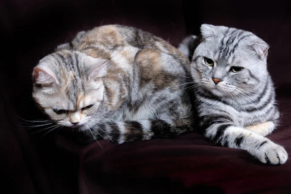 Две Кошки Шотландский Мрамор Серебре Шотландская Прямая Портрет — стоковое фото