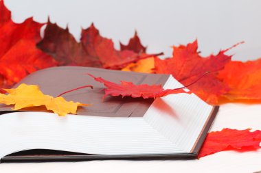 Akçaağaç yaprakları ile açık kitap