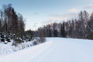 Karlı kış ormanlarında soğuk gün