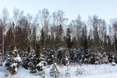 Karlı kış ormanlarında soğuk gün
