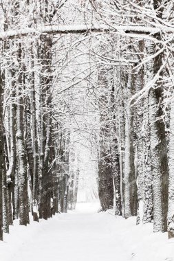 Bir kış günü kardaki ağaçlar