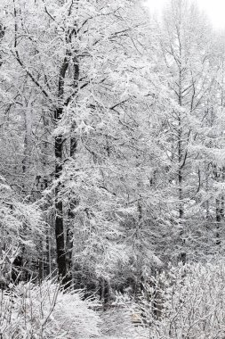 Bir kış günü kardaki ağaçlar
