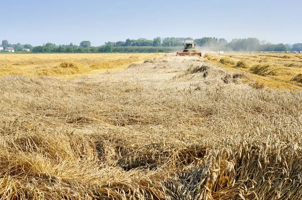 Modern buğday hasat
