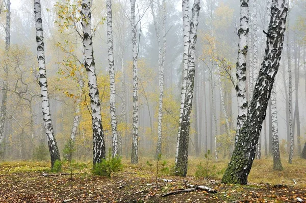 Schöne Birken im herbstlichen Wald — Stockfoto