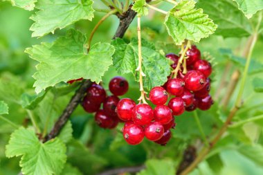 Yeşil Bush olgun kırmızı kuş üzümü