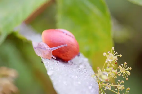 Yapraktaki salyangoz