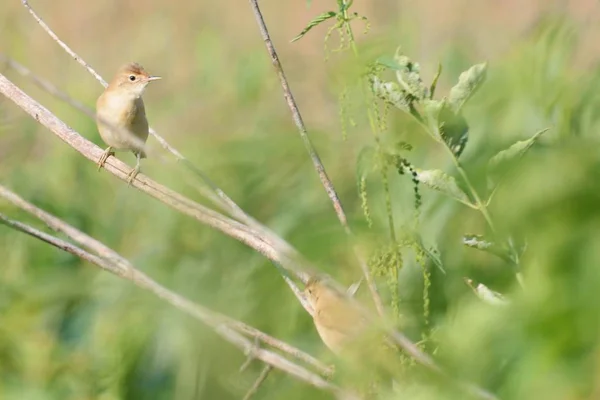 bir dal üzerinde iki kuş