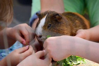 eskiden şiling şimdi domuz çocuk besleme