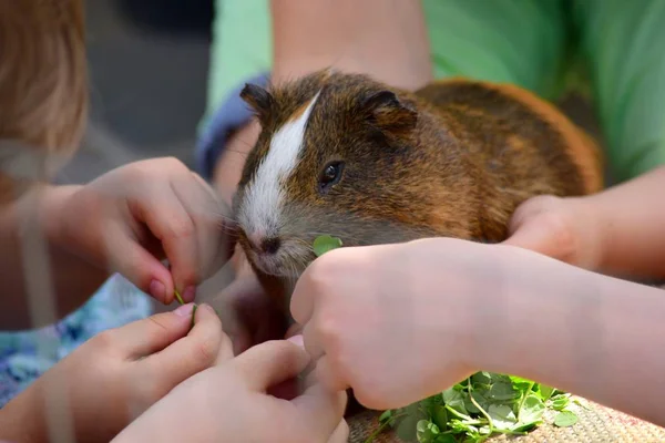 eskiden şiling şimdi domuz çocuk besleme