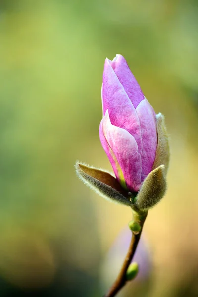 Magnolia flower in blossom close up — Stock Photo, Image
