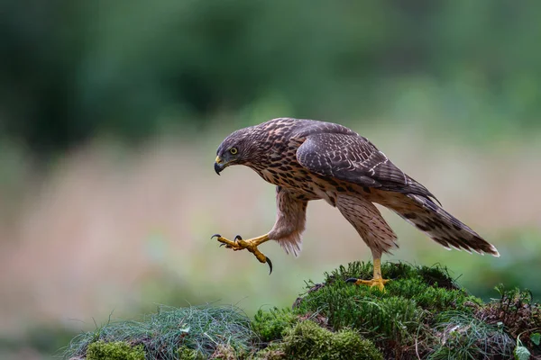 Nordlig Skvallerhök Ungfisk Skogen Södra Nederländerna — Stockfoto