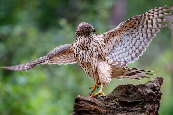 Giovane Goshawk Settentrionale Nella Foresta Nel Sud Dei Paesi Bassi — Foto Stock