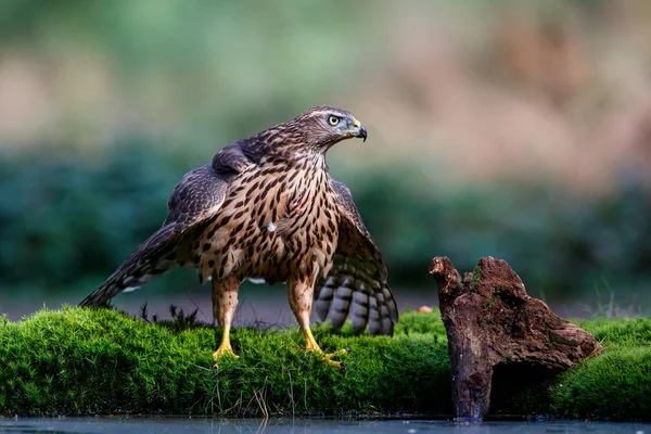 Northern Goshawk Juvenile Forest South Netherlands — Stock Photo, Image