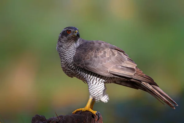 Giovane Goshawk Settentrionale Nella Foresta Nel Sud Dei Paesi Bassi — Foto Stock