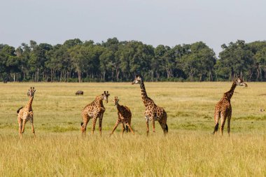 Kenya 'daki Masai Mara oyun parkında zürafa sürüsü
