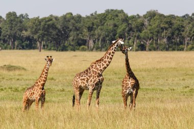 Kenya 'daki Masai Mara oyun parkında zürafa sürüsü