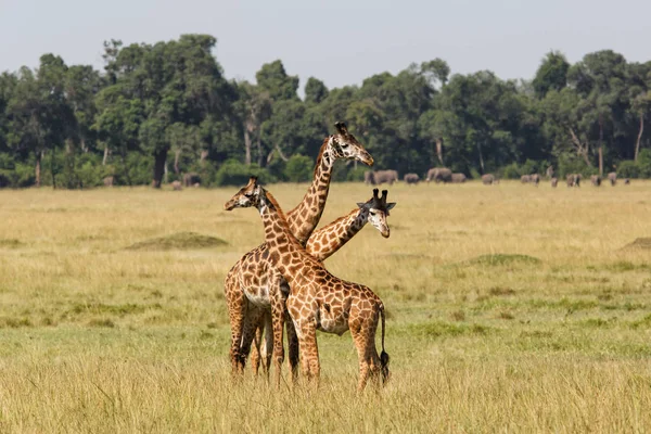Giraffenherde Masai Mara Wildreservat Kenia — Stockfoto