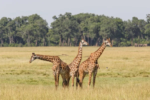 ケニアのMasai Mara Game Reserveのキリンの群れ — ストック写真