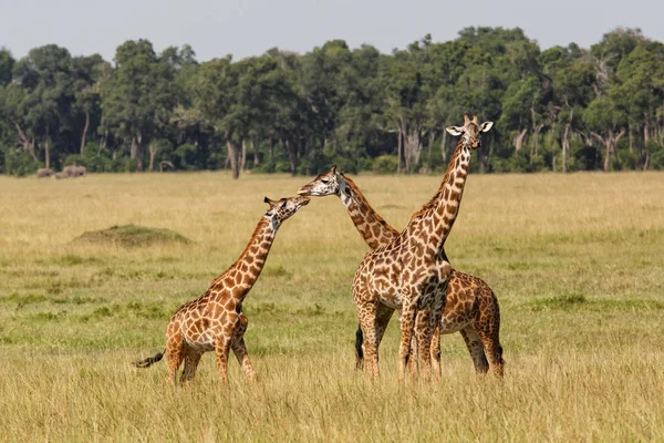 肯尼亚Masai Mara野生动物保护区的长颈鹿群 — 图库照片