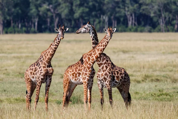 Kawanan Jerapah Cagar Buruan Masai Mara Kenya — Stok Foto