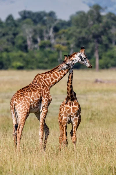 Giraffenherde Masai Mara Wildreservat Kenia — Stockfoto