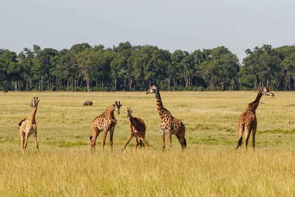 Giraffenherde Masai Mara Wildreservat Kenia — Stockfoto