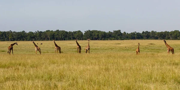 Giraffe Kudde Het Masai Mara Natuurreservaat Kenia — Stockfoto