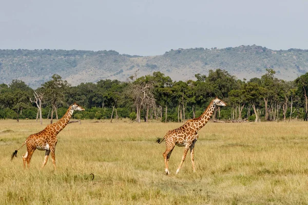 Manada Girafas Reserva Caça Masai Mara Quênia — Fotografia de Stock