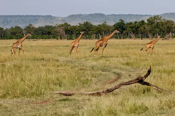 Manada Girafas Reserva Caça Masai Mara Quênia — Fotografia de Stock