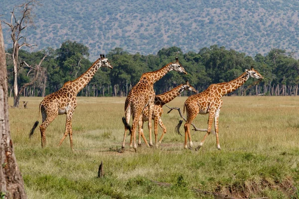 Zsiráfcsorda Masai Mara Vadrezervátumban Kenyában — Stock Fotó