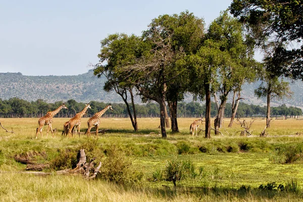 Stádo Žiraf Rezervaci Masai Mara Keni — Stock fotografie