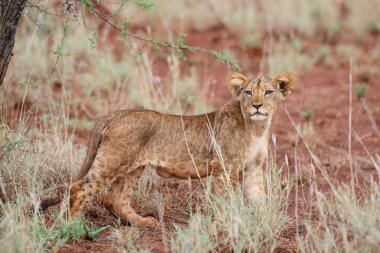 Aslan yavrusu yağmurlu bir sabah Zimanga Oyun Rezervinde Güney Afrika 'da Kwa Zulu Natal' da