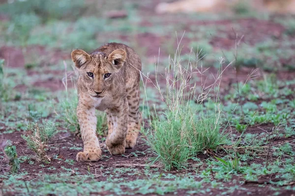 Löwenjunges Einem Regnerischen Morgen Zimanga Wildreservat Kwa Zulu Natal Südafrika — Stockfoto