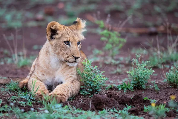 Aslan Yavrusu Yağmurlu Bir Sabah Zimanga Oyun Rezervinde Güney Afrika — Stok fotoğraf