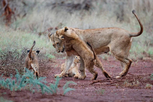 Singa Betina Dan Anaknya Bermain Pagi Hari Hujan Zimanga Game — Stok Foto