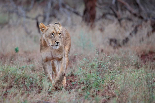 南アフリカのクワズールー自然保護区のジマンガゲームリザーブで雨の朝のライオンの女性狩り — ストック写真