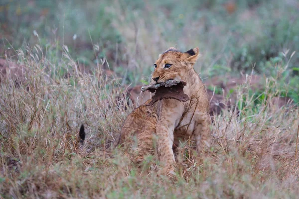 南アフリカのクワズールー自然保護区ジマンガゲームリザーブで雨の朝のライオンの赤ちゃん — ストック写真