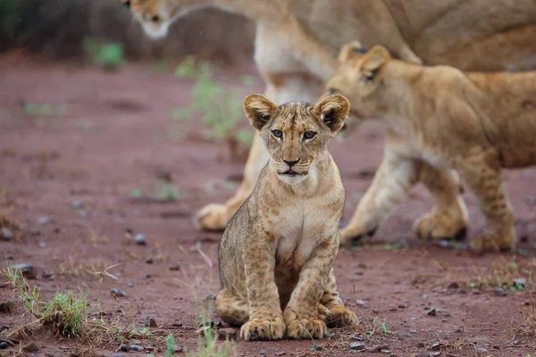 Cachorro León Una Mañana Lluviosa Reserva Caza Zimanga Kwa Zulu — Foto de Stock