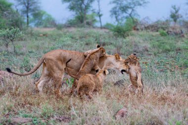 Aslan dişi ve yavrusu, Güney Afrika 'nın Kwa Zulu Natal bölgesindeki Zimanga oyun parkında yağmurlu bir sabahta oynuyorlar.