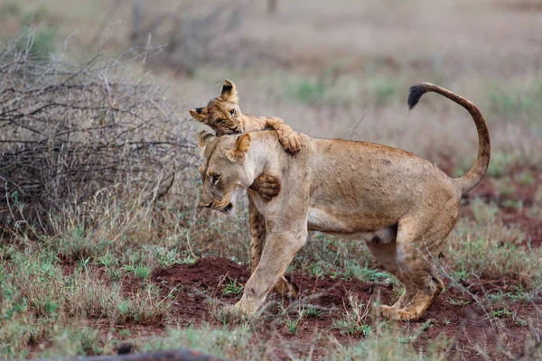 Oroszlán Nőstény Kölyök Játszik Egy Esős Reggelen Zimanga Game Reserve — Stock Fotó