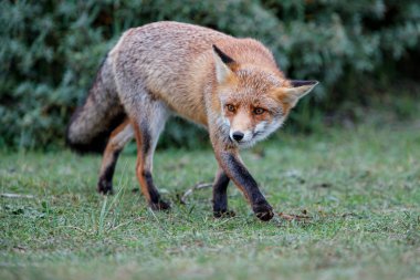 Kızıl Tilki, Zandvoort köyü yakınlarındaki Amsterdam su ikmal bölgesinin kum tepelerinde.