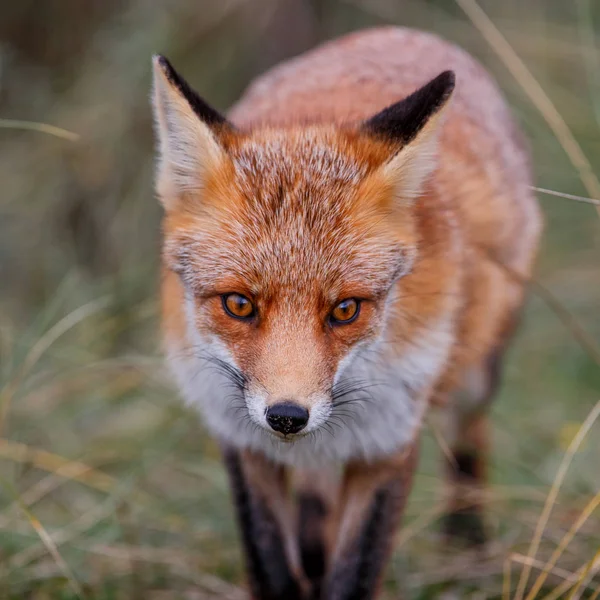 Red Fox Дюнах Района Водоснабжения Амстердама Недалеко Деревни Зандвоорт — стоковое фото