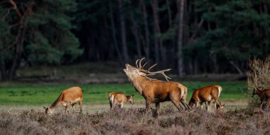 Red deer stag in rutting season in the forest of National Park Hoge Veluwe in the Netherlands clipart
