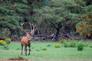 Hollanda 'daki Ulusal Park Hoge Veluwe ormanında çiftleşme mevsiminde kızıl geyik.