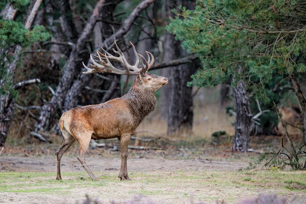 Jelen Jelen Červený Období Vyjíždění Lesích Národního Parku Hoge Veluwe — Stock fotografie