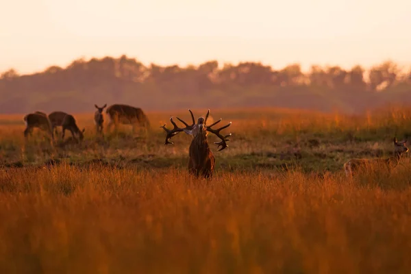 Cervo Rosso Tramonto Nella Stagione Degli Scatti Nella Foresta Del — Foto Stock