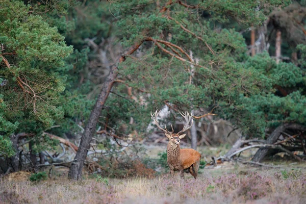 Hollanda 'daki Ulusal Park Hoge Veluwe ormanında çiftleşme mevsiminde kızıl geyik.