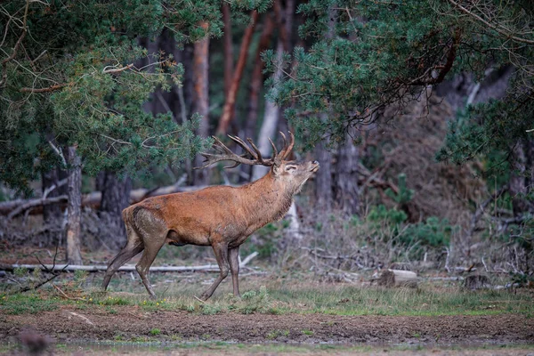 네덜란드 공원의 벨루웨 속에서 사슴이 녹아내리는 계절에 사냥을 — 스톡 사진