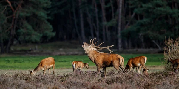 Hollanda 'daki Ulusal Park Hoge Veluwe ormanında çiftleşme mevsiminde kızıl geyik.