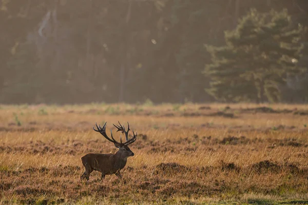 Cervo Piena Stagione Nella Foresta Del Parco Nazionale Hoge Veluwe — Foto Stock